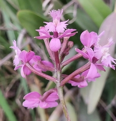 Epidendrum jamiesonis