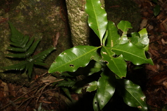 Actephila mooreana