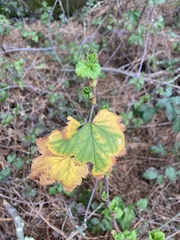 Ribes sanguineum
