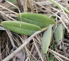 Epidendrum jamiesonis