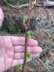 Ribes sanguineum
