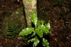 Actephila mooreana