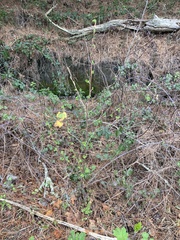 Ribes sanguineum