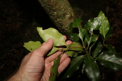 Actephila mooreana