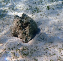 Hippopus hippopus