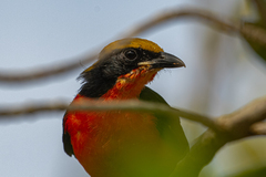Laniarius barbarus barbarus