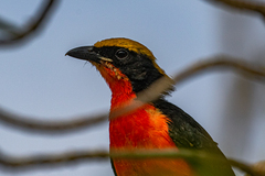 Laniarius barbarus barbarus