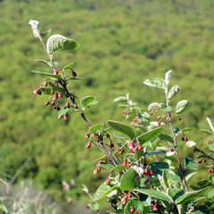 Cotoneaster integerrimus
