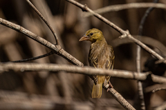 Ploceus melanocephalus