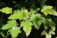 Rubus reflexus
