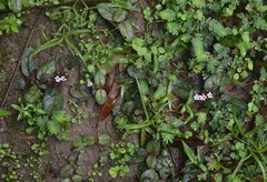 Erigeron bellioides
