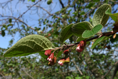 Cotoneaster integerrimus