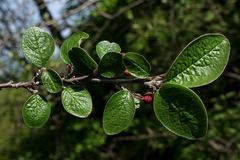 Cotoneaster integerrimus