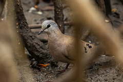 Turtur abyssinicus