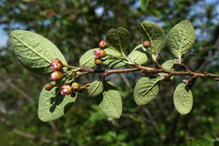 Cotoneaster integerrimus