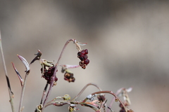 Chenopodium nutans eremaeum