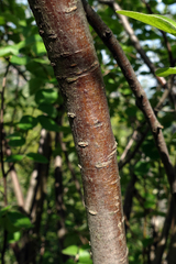 Cotoneaster integerrimus