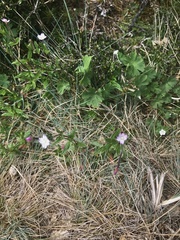 Epilobium billardiereanum