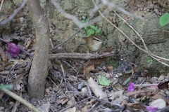 Urosphena squameiceps