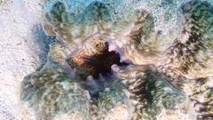 Hippopus hippopus