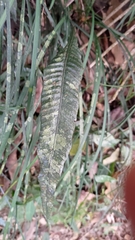 Leptochilus wrightii