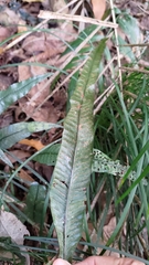 Leptochilus wrightii
