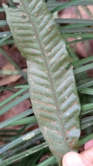 Leptochilus wrightii