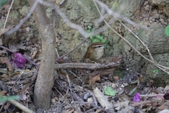 Urosphena squameiceps