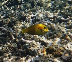 Acanthurus olivaceus