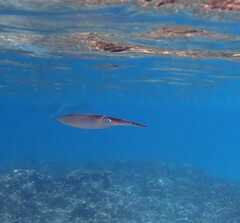 Sepioteuthis lessoniana