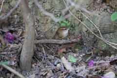 Urosphena squameiceps