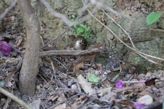 Urosphena squameiceps