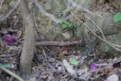 Urosphena squameiceps