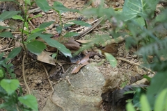 Urosphena squameiceps