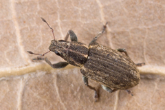 Sitona humeralis