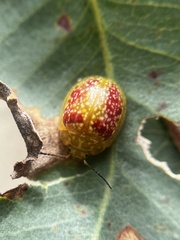 Paropsisterna fastidiosa