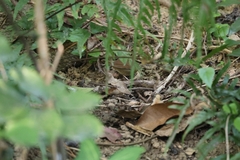 Urosphena squameiceps