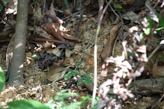 Urosphena squameiceps