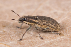 Sitona humeralis