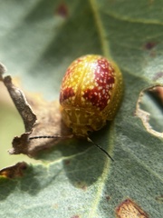 Paropsisterna fastidiosa