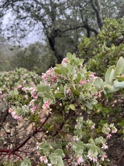 Arctostaphylos auriculata