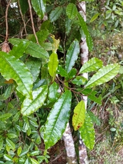 Quintinia serrata