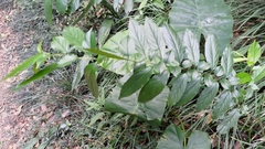 Rhamnus formosana