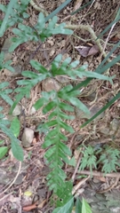 Pteris dispar