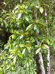 Quintinia serrata