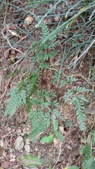 Pteris dispar