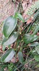 Smilax ocreata