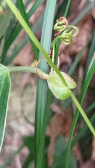 Smilax ocreata