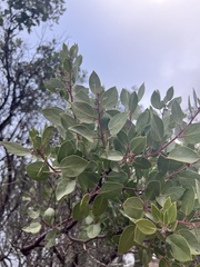 Arctostaphylos manzanita