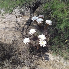 Echinopsis leucantha